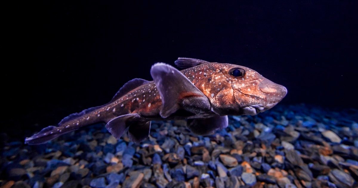 Spotted ratfish swimming underwater with distinctive features and patterns visible.