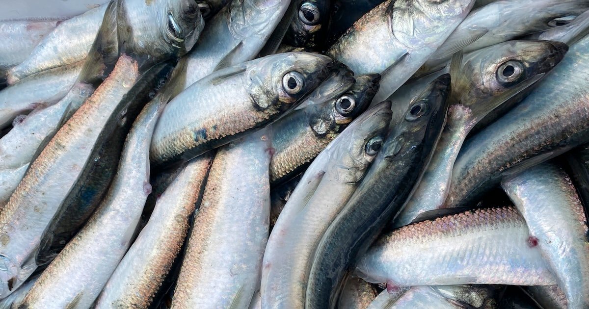 A close-up view of herring fish piled together, showcasing their shiny scales and distinct features.
