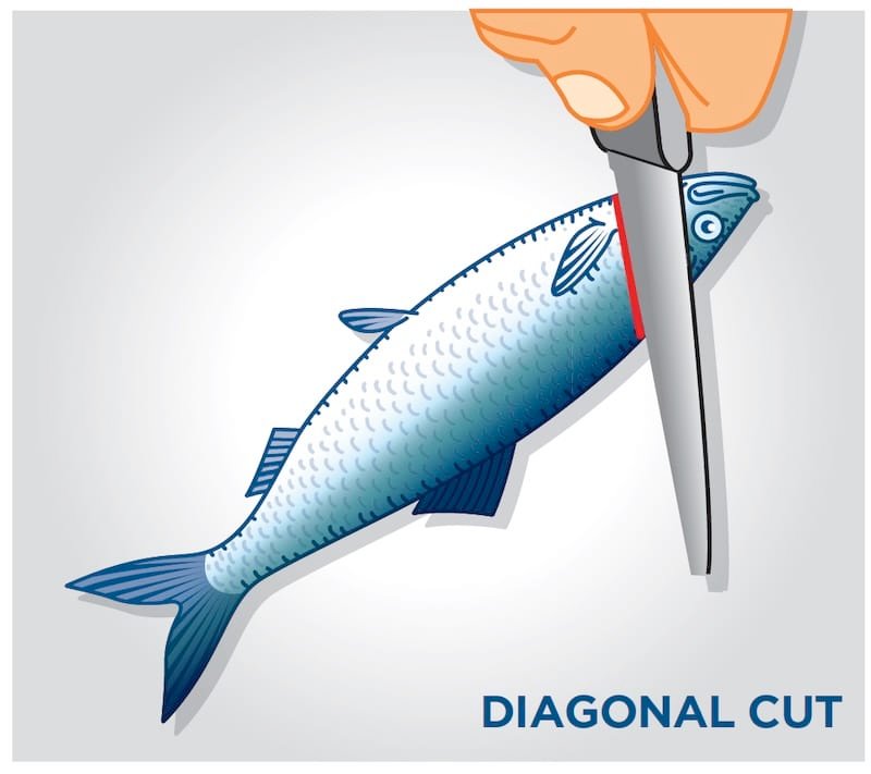 How To Cut Herring Strip for Salmon Fishing The Easy Way