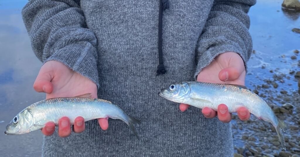 How To Cut Herring Strip for Salmon Fishing The Easy Way