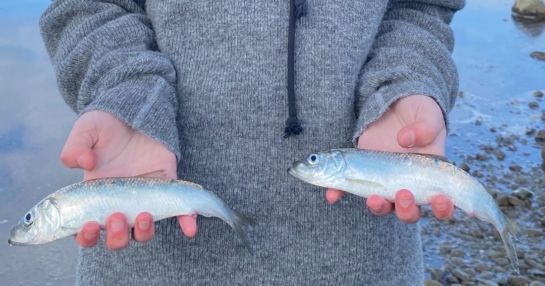 The Art of Cut Plugging