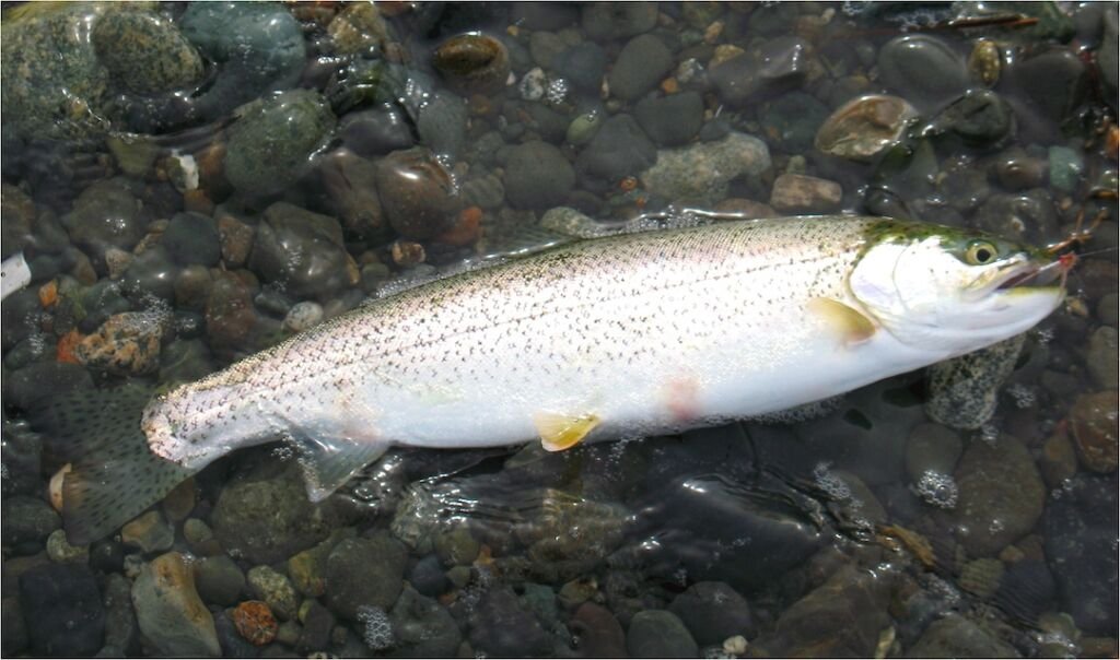 Fly Fishing Authority Tom Murray Has Died