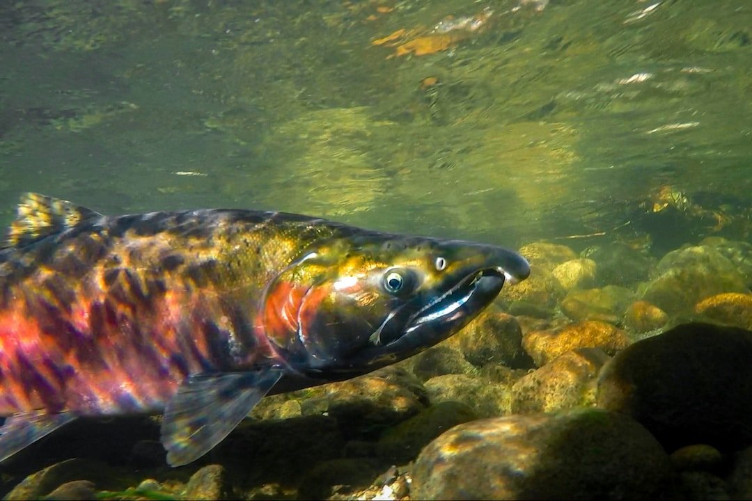 6PPD-Q: The Other Coho Killer