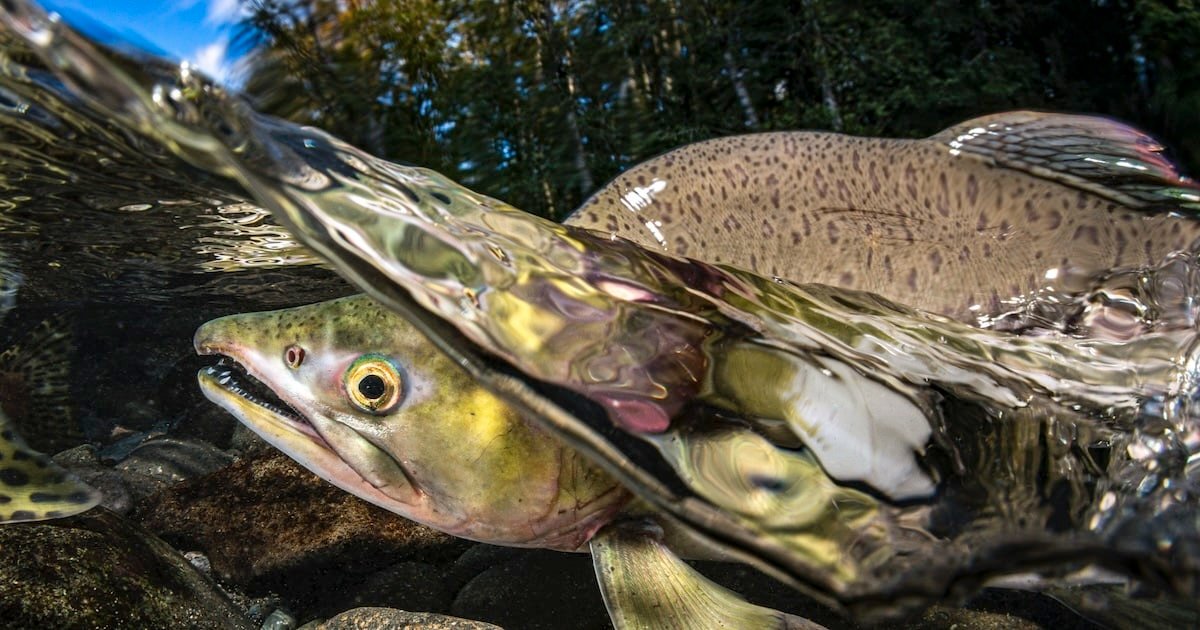 Close-up view of a pink salmon underwater, showcasing its distinctive coloration and features in a natural aquatic environment.
