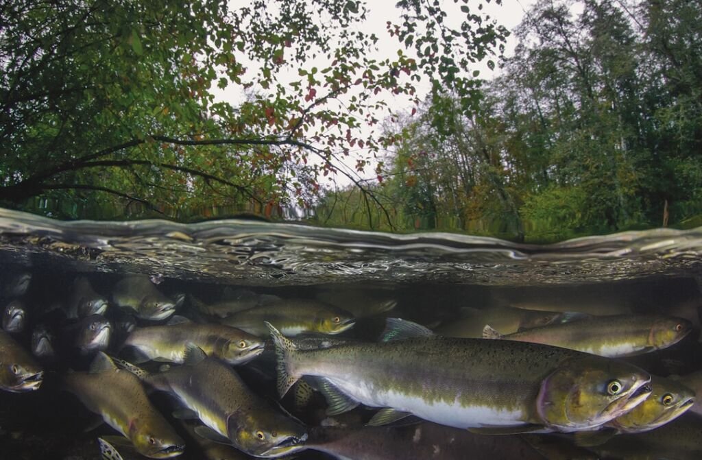 Creature Feature: Pink Salmon