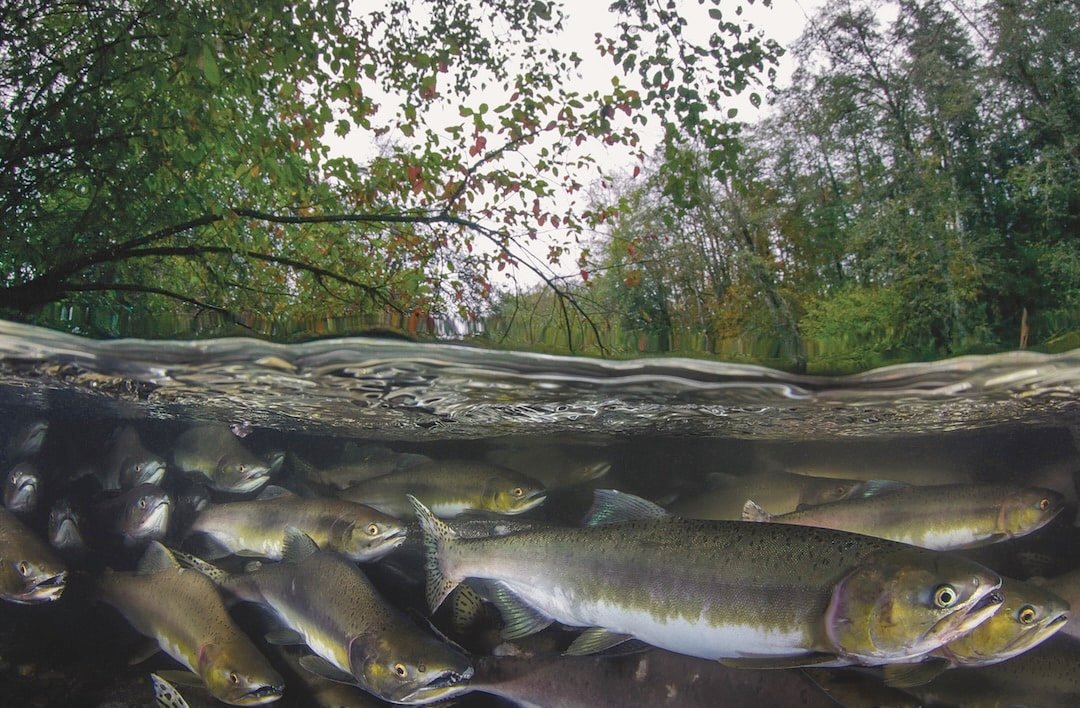 Guide to Catching Pink Salmon on the BC Mainland