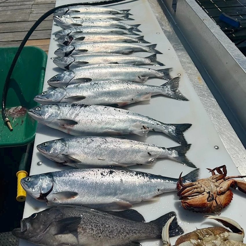 Why So Many Coho?