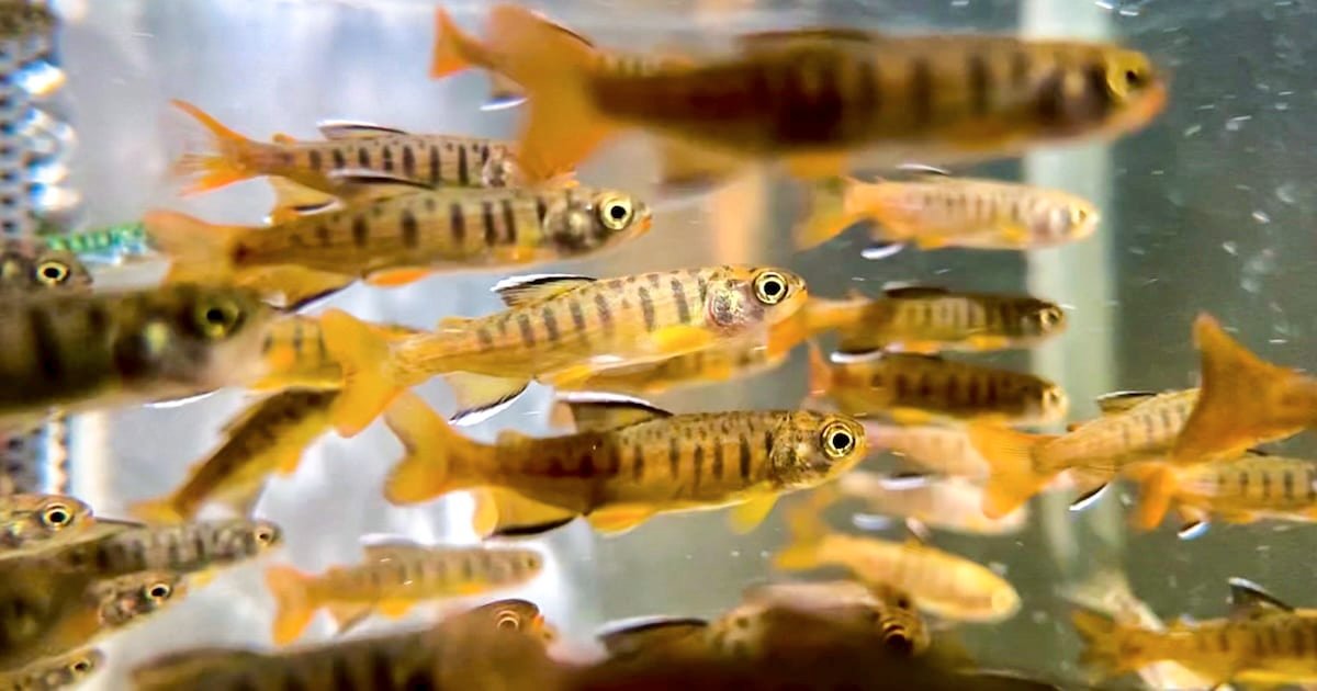 Coho salmon fry swimming in a tank, displaying distinct stripes and orange fins, showcasing their early growth stage.