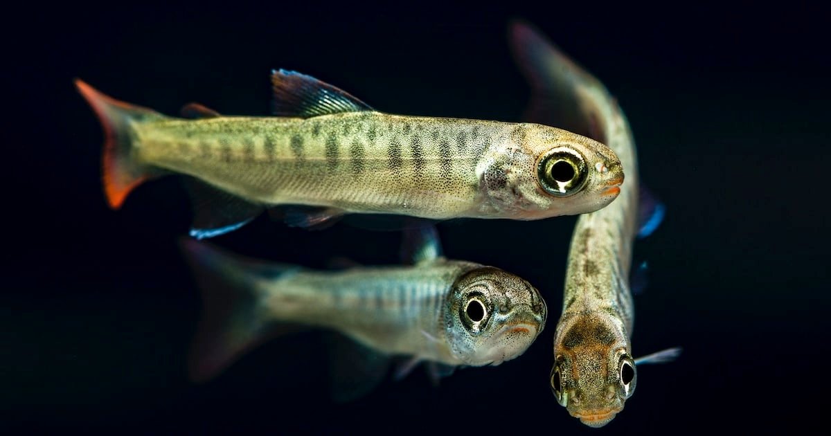 Coho salmon fry (Oncorhynchus kisutch) swimming, displaying distinct coloration and features typical of juvenile salmon.