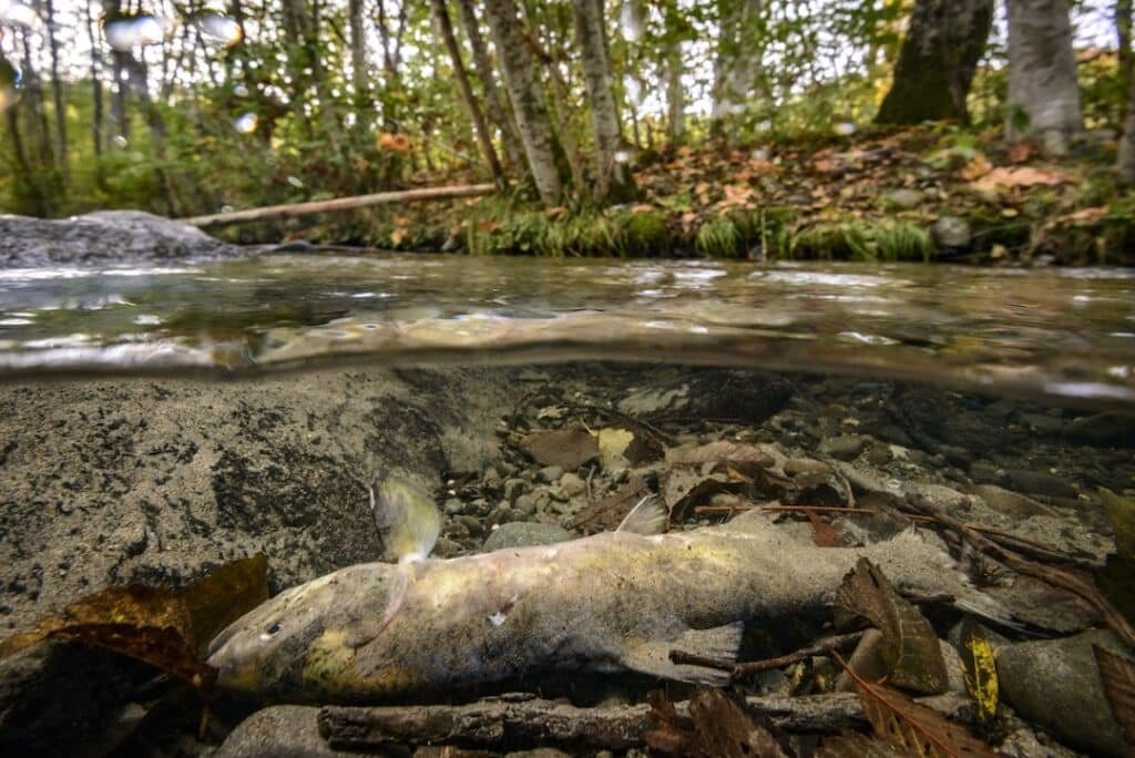 Creature Feature: Pink Salmon