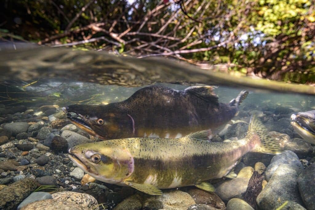 Creature Feature: Pink Salmon