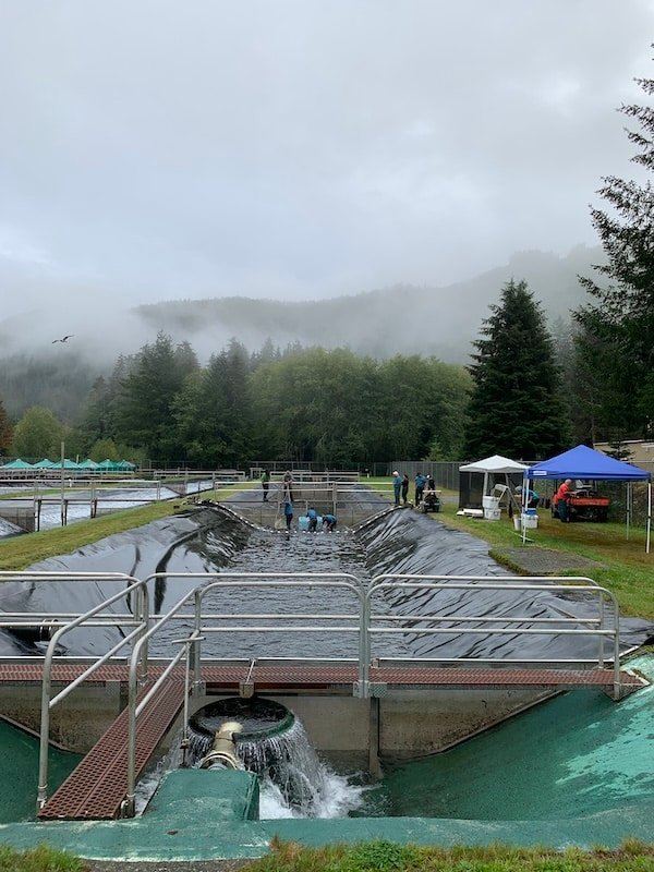 The Nootka Sound Watershed Society: It's All About The Fish