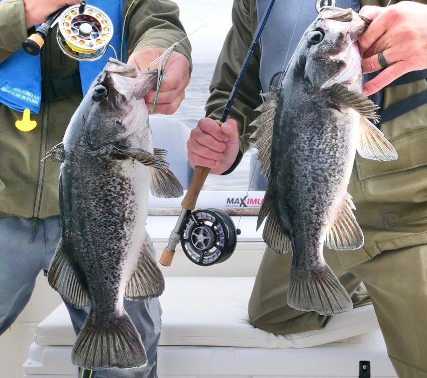 BC Saltwater Fly Fishing: Targets and Techniques