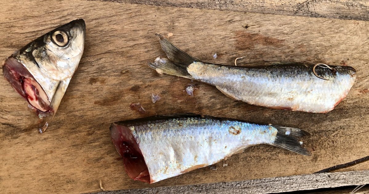 Three cut plug herring on a wooden surface, with one fish head and two bodies showing internal details.