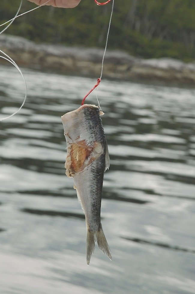 The Art of Cut Plugging