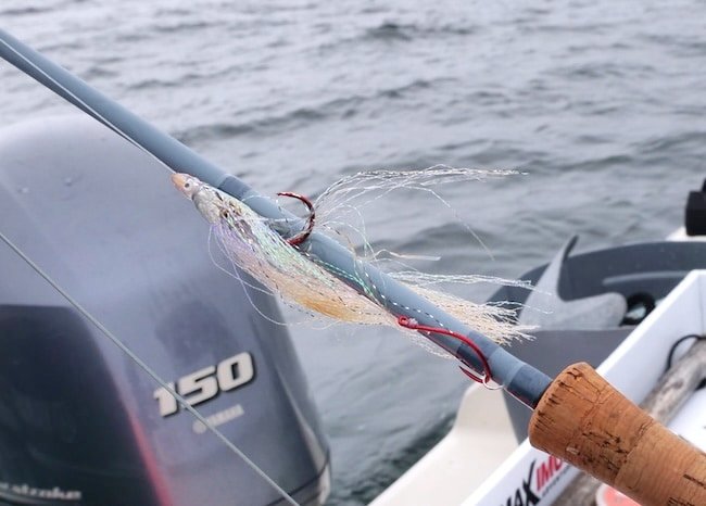 BC Saltwater Fly Fishing: Targets and Techniques