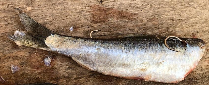 The Art of Cut Plugging