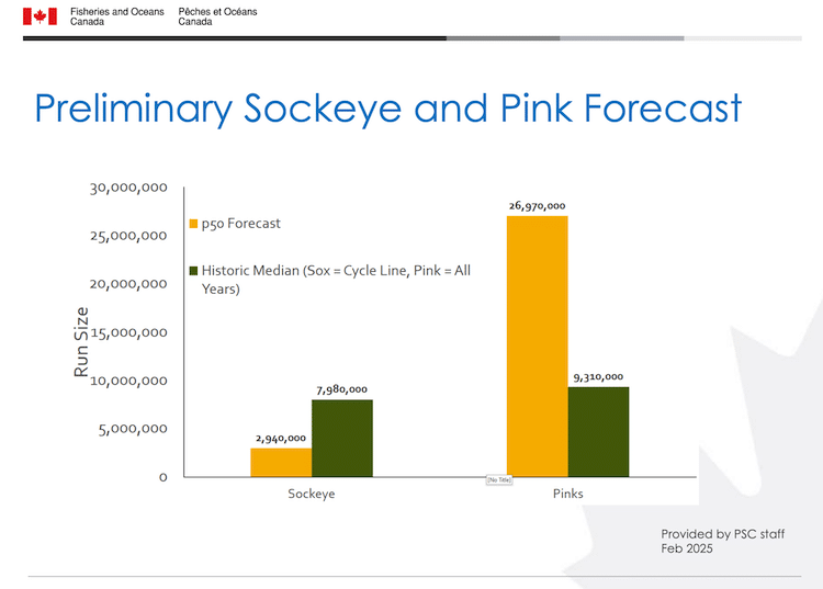 Historic Fraser River Sockeye Run of 2025 Far Exceeds Forecasts 