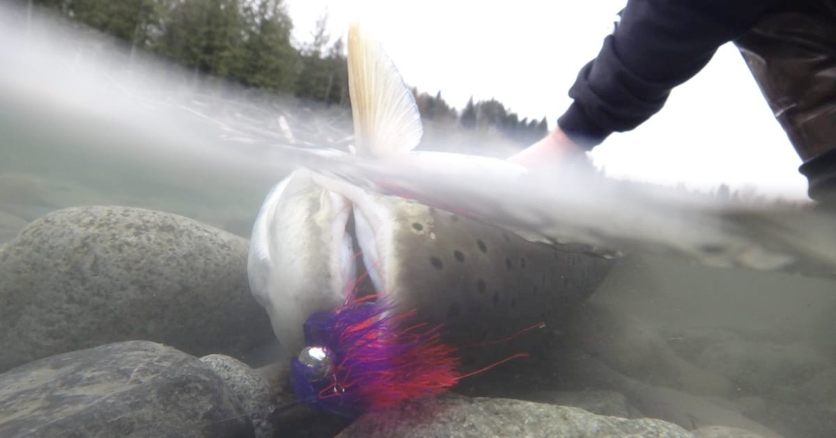 Close-up of a fish being held underwater with a colorful fishing lure visible near its mouth, surrounded by rocks.