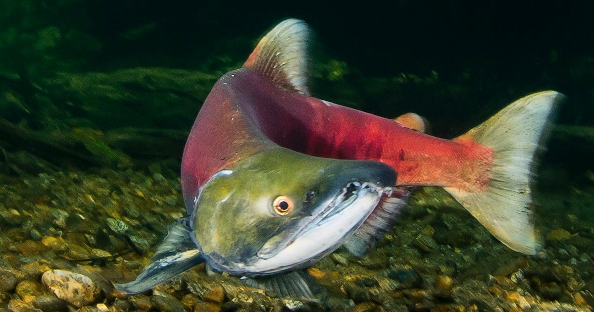 Sockeye salmon Eiko Joens Photography