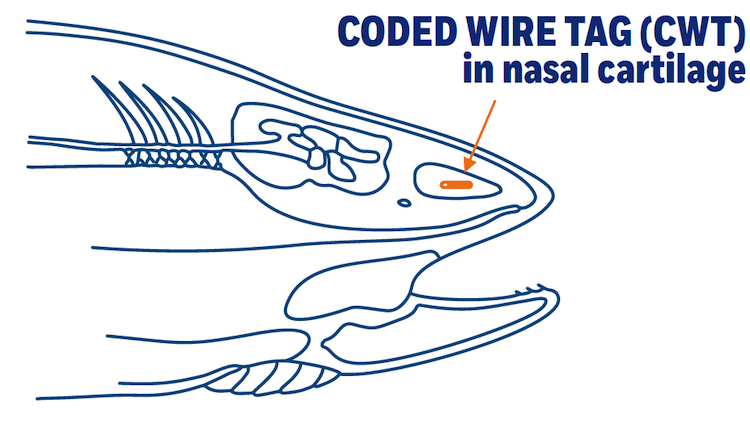 Chinook MSF—What Does The Reference Data Say?