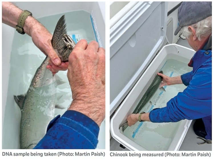 Chinook MSF—What Does The Reference Data Say?