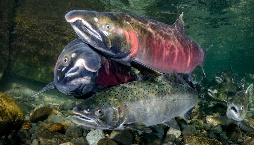 Squid Spinners for Salmon Beach Fishing