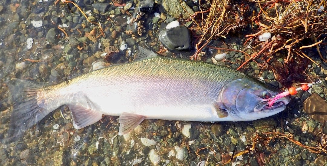 Squid Spinners for Salmon Beach Fishing