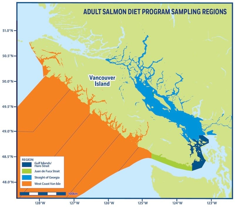 Salmon Diet Science: How Chinook & Coho Diets are Different