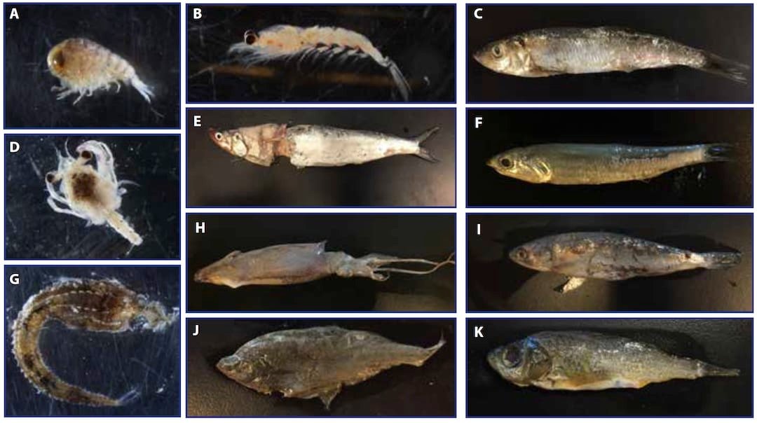 Salmon Diet Science: How Chinook & Coho Diets are Different