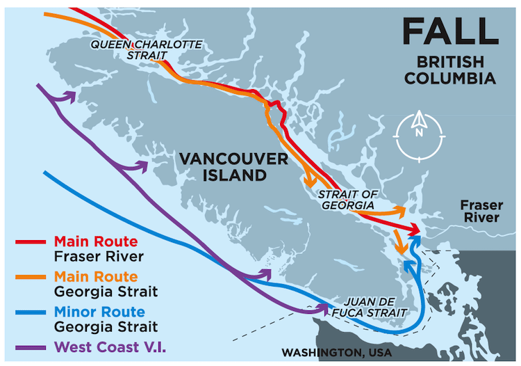 Chinook MSF—What Does The Reference Data Say?