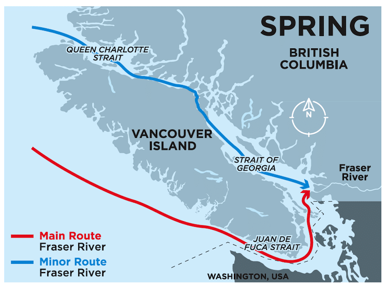 Chinook MSF—What Does The Reference Data Say?