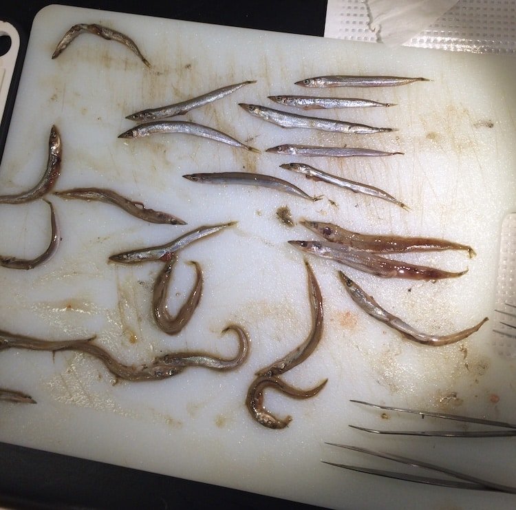 Salmon Diet Science: How Chinook & Coho Diets are Different