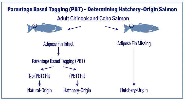 Chinook MSF—What Does The Reference Data Say?