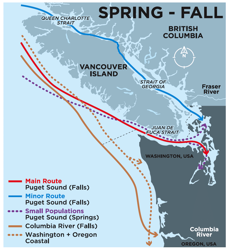 Chinook MSF—What Does The Reference Data Say?