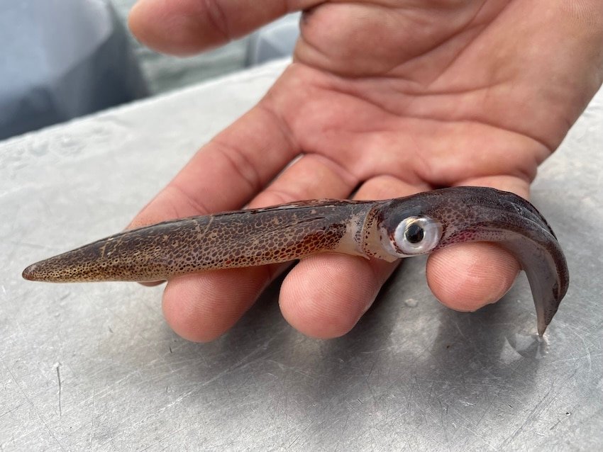 Salmon Diet Science: How Chinook & Coho Diets are Different