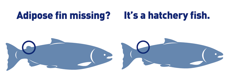 Chinook MSF—What Does The Reference Data Say?