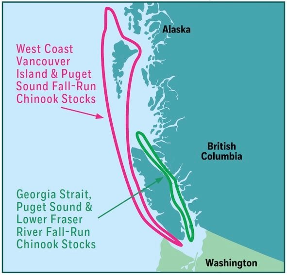 Healthy Fall-Run Chinook