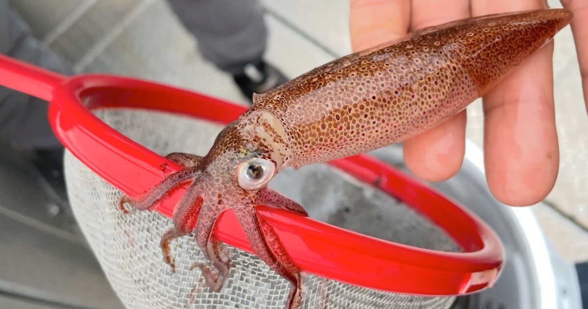 A hand holding a brown squid above a red net, showcasing the squid's detailed texture and coloration.