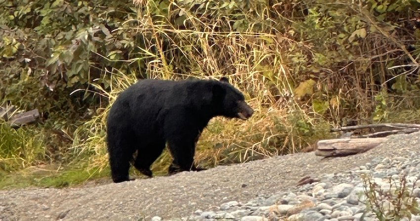 Salmon Fishing on the Stamp and Somass Rivers with Murphy's