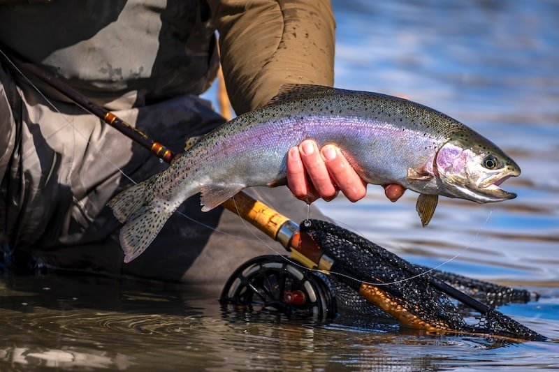 Islander C5 catching trout