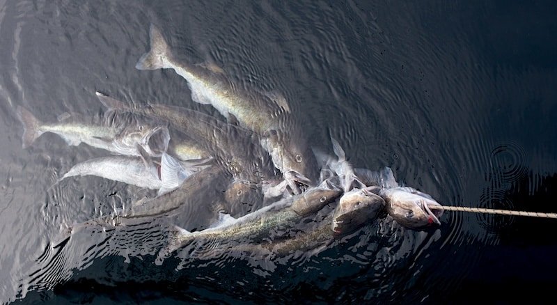sablefish on string keeping cold