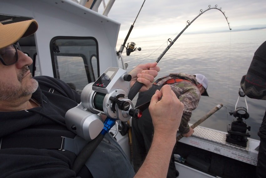 Getting ready to gaff a sablefish