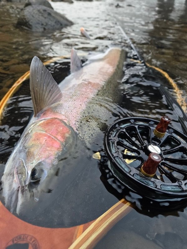 Review: Islander C5 Centerpin Reel