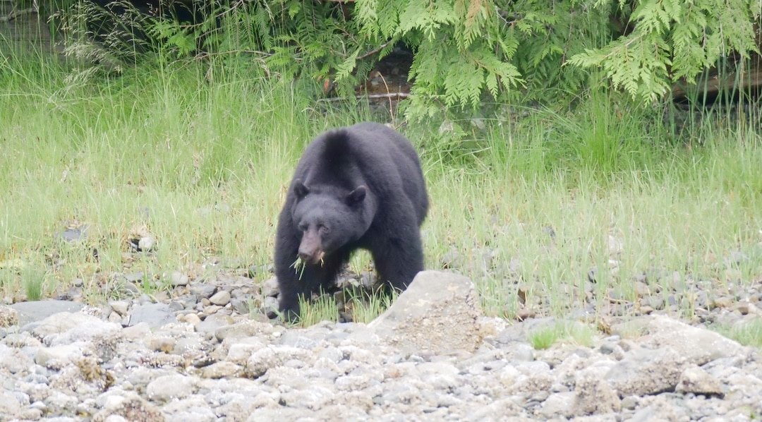 black bear eating eel grass on the shore