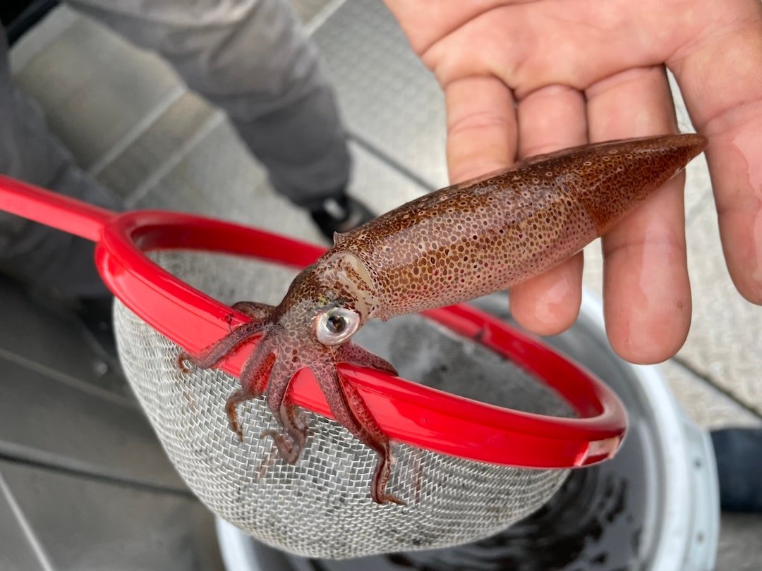 Fresh caught BC squid Doryteuthis opalescens