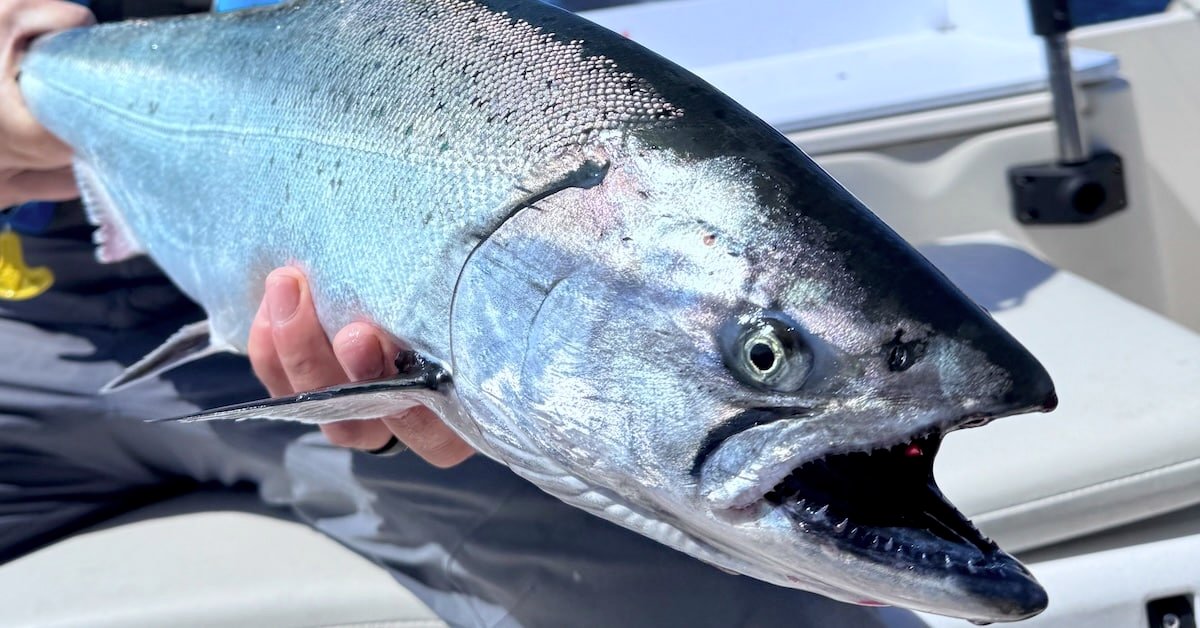 Salmon Fishing in British Columbia representing the recreational salmon fishery priority