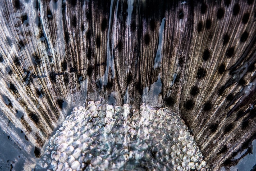 A close-up of a salmon’s tail fin (caudal fin), highlighting its dark, spotted texture and the transition to the silver scales of the body