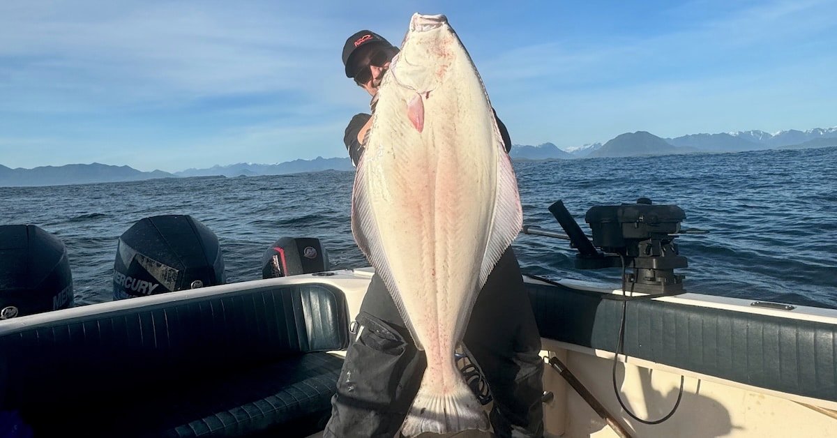 A wide-angle, eye-level shot shows a person on a fishing boat holding a massive, upright Pacific halibut