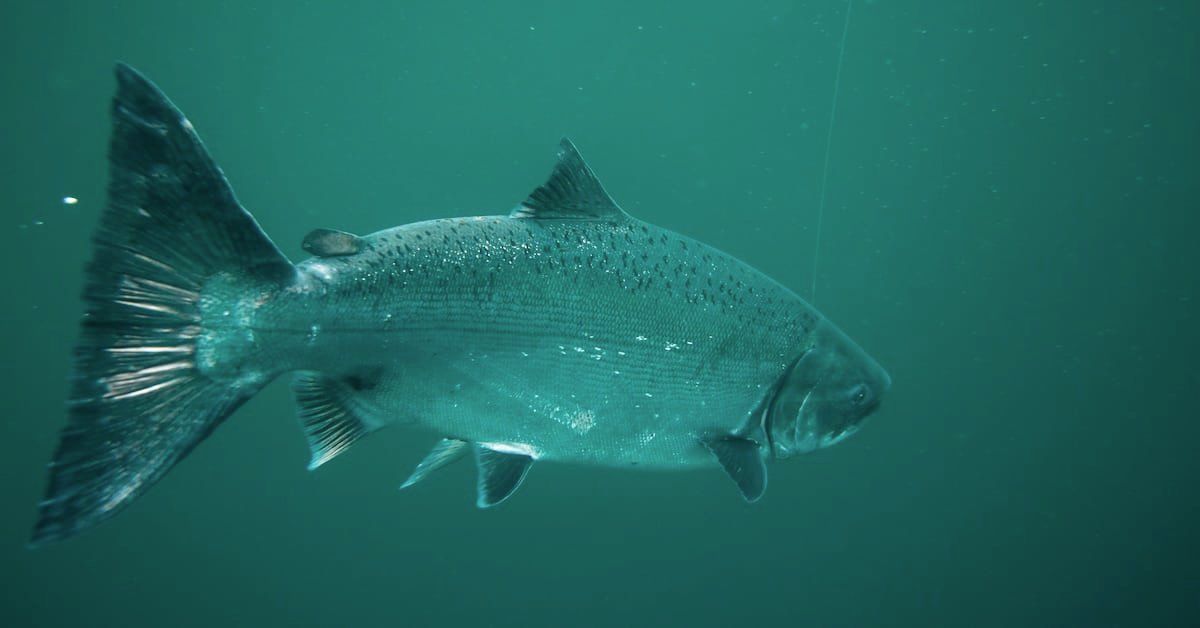 A wide underwater shot of a large salmon swimming through deep emerald-green water, showing its full profile with a dark, spotted back and a faint fishing line leading from its mouth